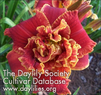 Daylily Celestial Red Hots